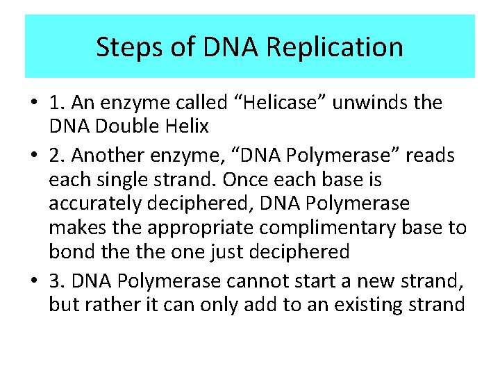 Steps of DNA Replication • 1. An enzyme called “Helicase” unwinds the DNA Double