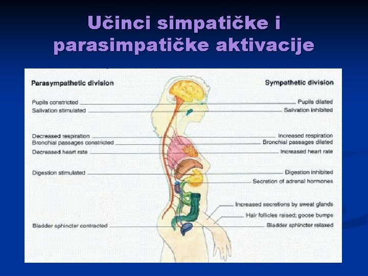 Učinci simpatičke i parasimpatičke aktivacije 