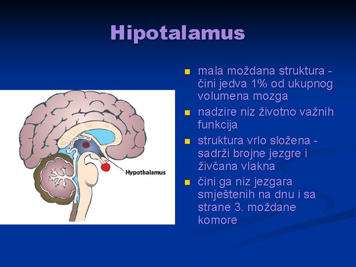 Hipotalamus n n mala moždana struktura čini jedva 1% od ukupnog volumena mozga nadzire