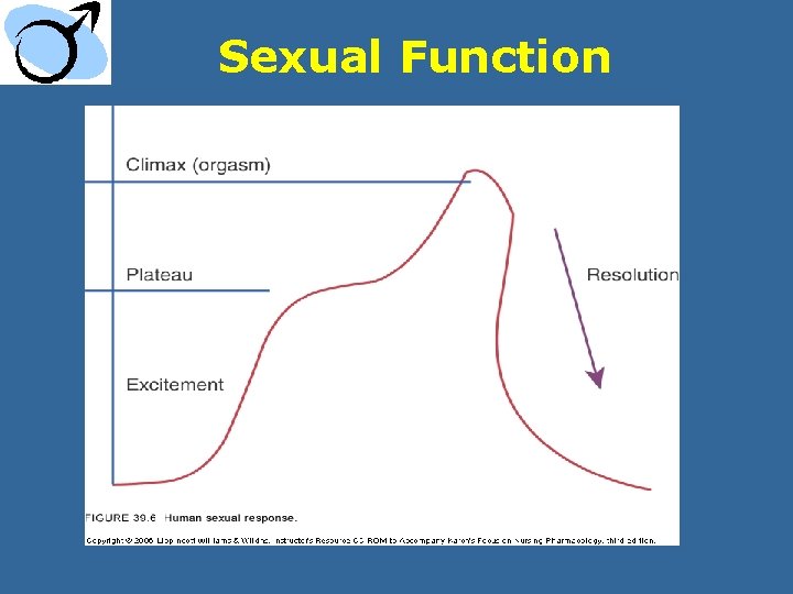Sexual Function 