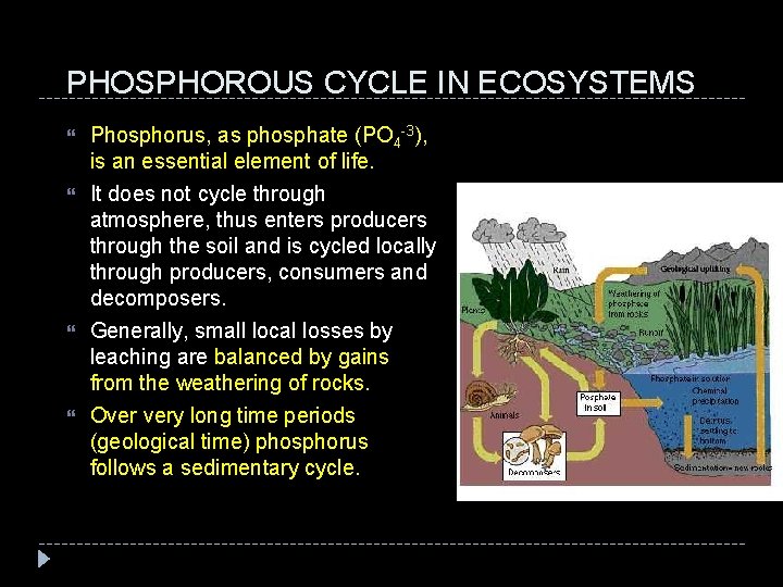 PHOSPHOROUS CYCLE IN ECOSYSTEMS Phosphorus, as phosphate (PO 4 -3), is an essential element