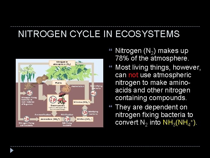 NITROGEN CYCLE IN ECOSYSTEMS Nitrogen (N 2) makes up 78% of the atmosphere. Most