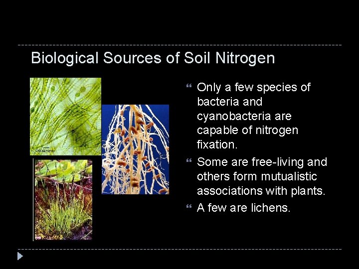 Biological Sources of Soil Nitrogen Only a few species of bacteria and cyanobacteria are