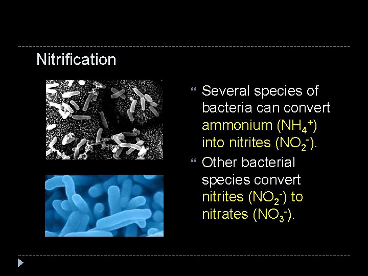 Nitrification Several species of bacteria can convert ammonium (NH 4+) into nitrites (NO 2