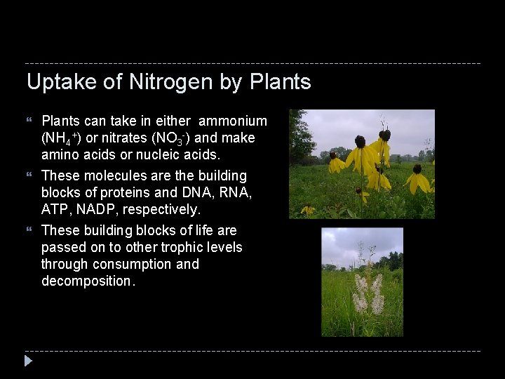 Uptake of Nitrogen by Plants can take in either ammonium (NH 4+) or nitrates