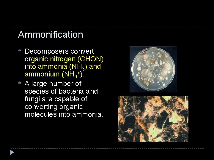 Ammonification Decomposers convert organic nitrogen (CHON) into ammonia (NH 3) and ammonium (NH 4+).