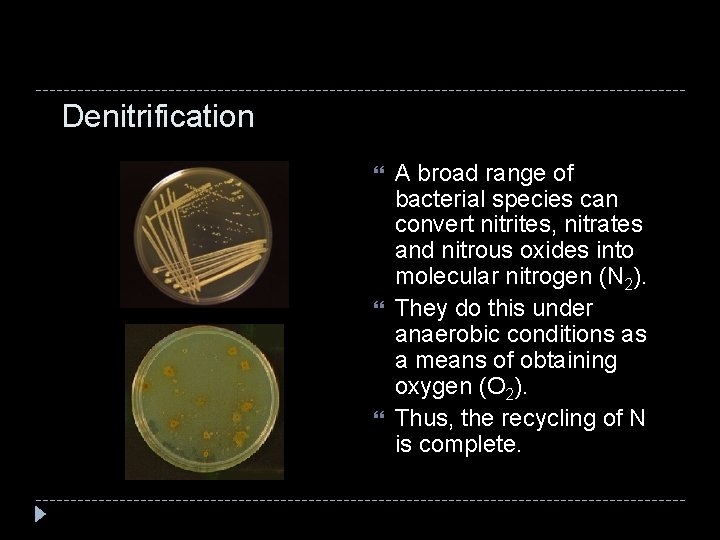 Denitrification A broad range of bacterial species can convert nitrites, nitrates and nitrous oxides