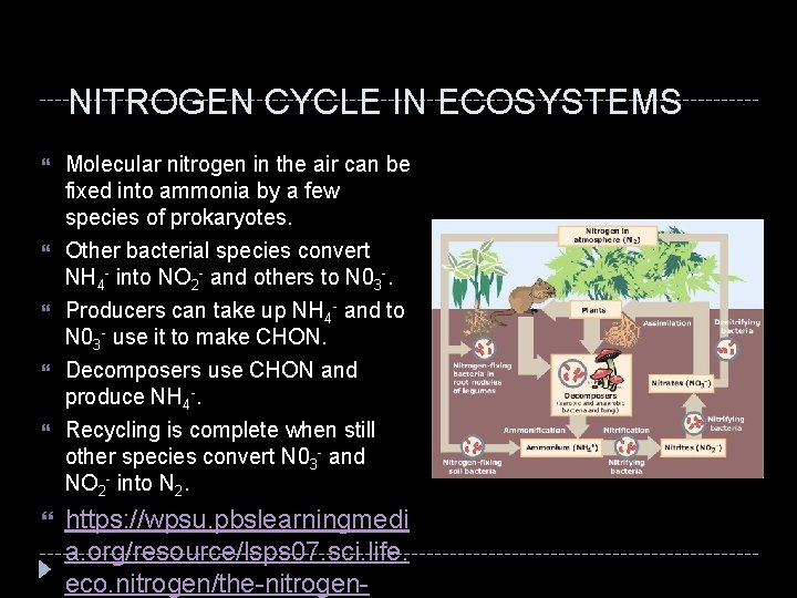 NITROGEN CYCLE IN ECOSYSTEMS Molecular nitrogen in the air can be fixed into ammonia