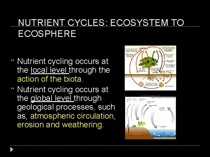 NUTRIENT CYCLES: ECOSYSTEM TO ECOSPHERE Nutrient cycling occurs at the local level through the