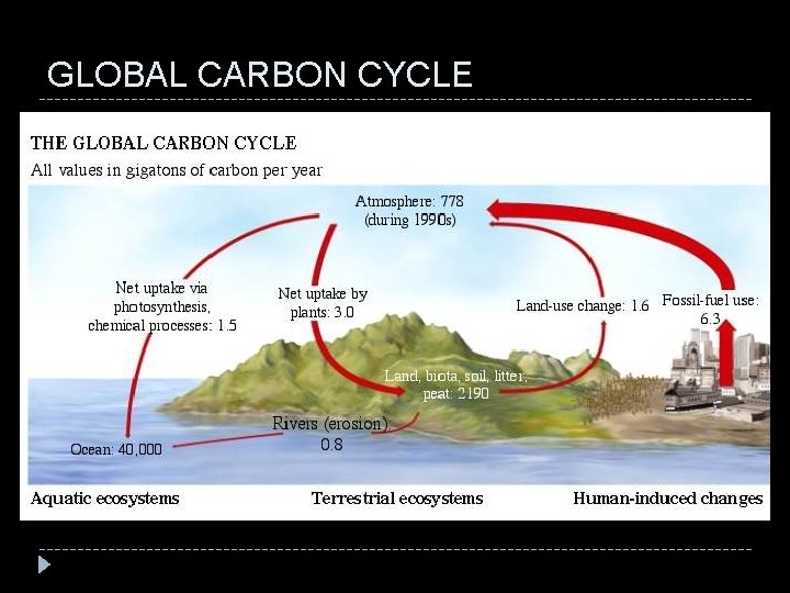 GLOBAL CARBON CYCLE 