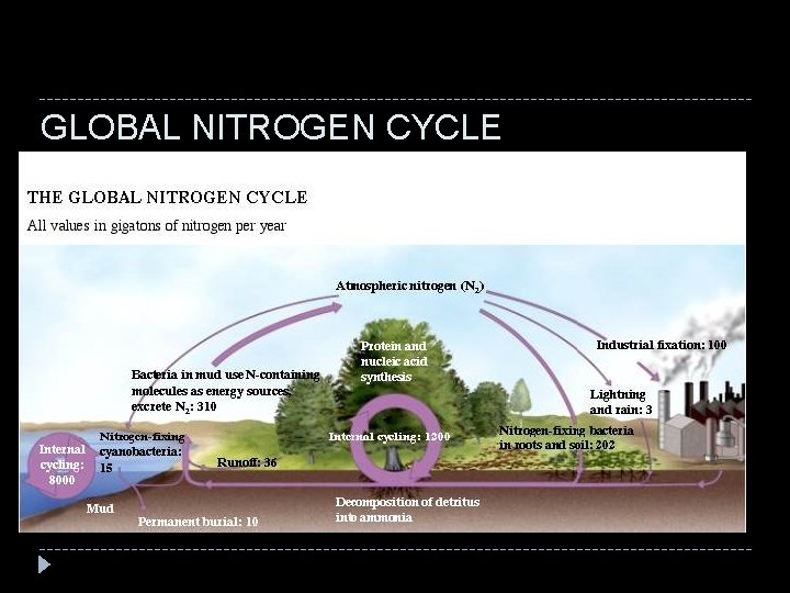 GLOBAL NITROGEN CYCLE 