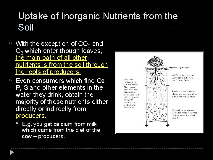 Uptake of Inorganic Nutrients from the Soil With the exception of CO 2 and