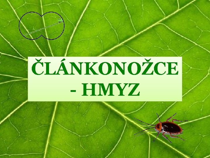 ČLÁNKONOŽCE - HMYZ 