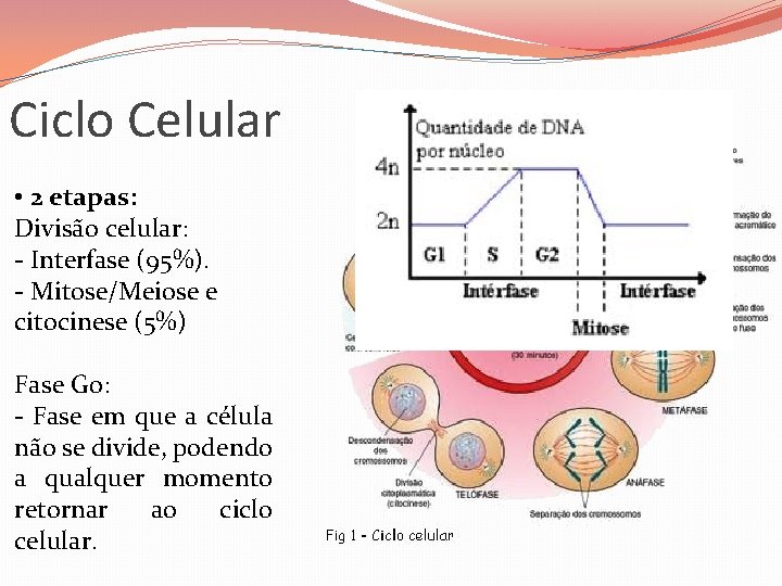 Ciclo Celular • 2 etapas: Divisão celular: - Interfase (95%). - Mitose/Meiose e citocinese