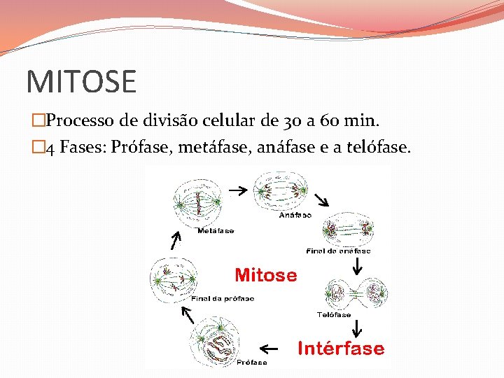 MITOSE �Processo de divisão celular de 30 a 60 min. � 4 Fases: Prófase,