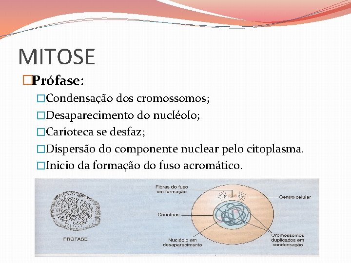 MITOSE �Prófase: �Condensação dos cromossomos; �Desaparecimento do nucléolo; �Carioteca se desfaz; �Dispersão do componente