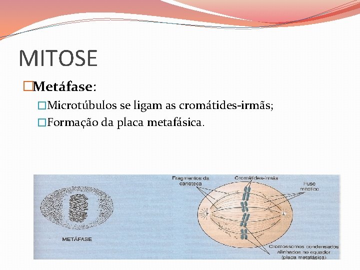 MITOSE �Metáfase: �Microtúbulos se ligam as cromátides-irmãs; �Formação da placa metafásica. 