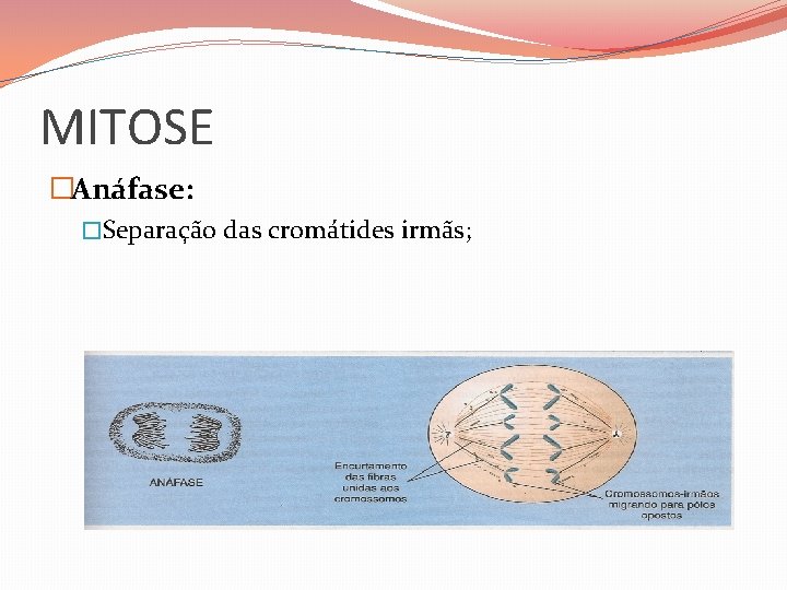 MITOSE �Anáfase: �Separação das cromátides irmãs; 