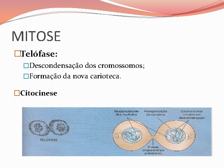 MITOSE �Telófase: �Descondensação dos cromossomos; �Formação da nova carioteca. �Citocinese 