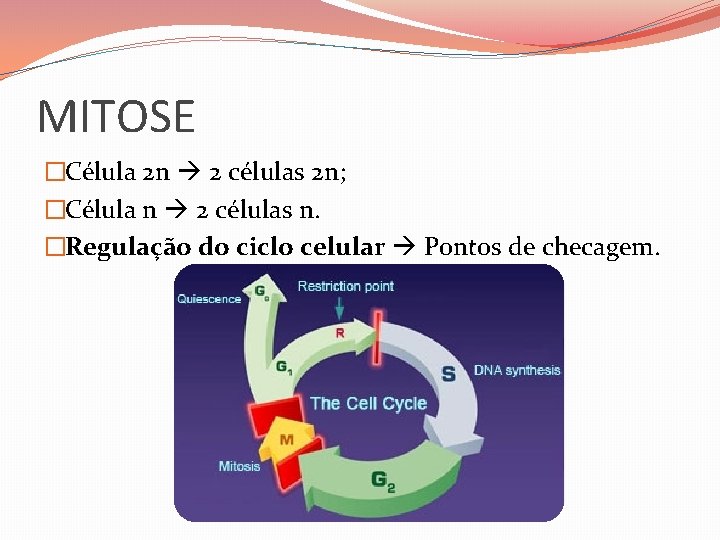 MITOSE �Célula 2 n 2 células 2 n; �Célula n 2 células n. �Regulação