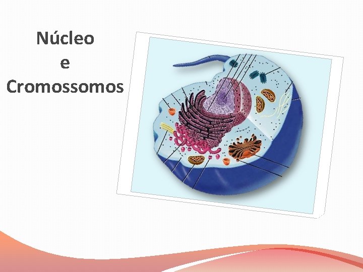 Núcleo e Cromossomos 