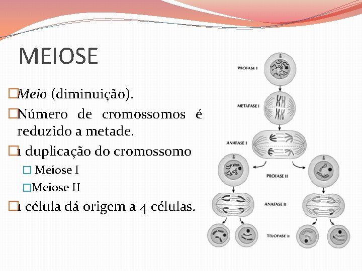 MEIOSE �Meio (diminuição). �Número de cromossomos é reduzido a metade. � 1 duplicação do