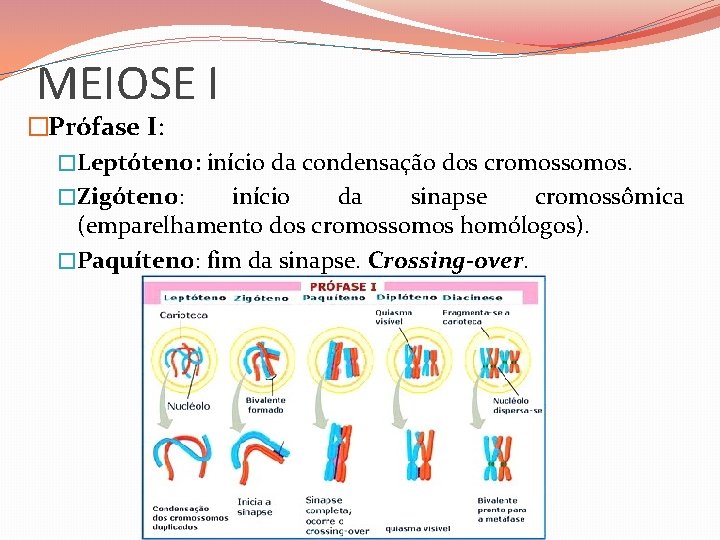 MEIOSE I �Prófase I: �Leptóteno: início da condensação dos cromossomos. �Zigóteno: início da sinapse