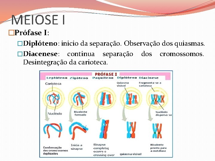 MEIOSE I �Prófase I: �Diplóteno: inicio da separação. Observação dos quiasmas. �Diacenese: continua separação