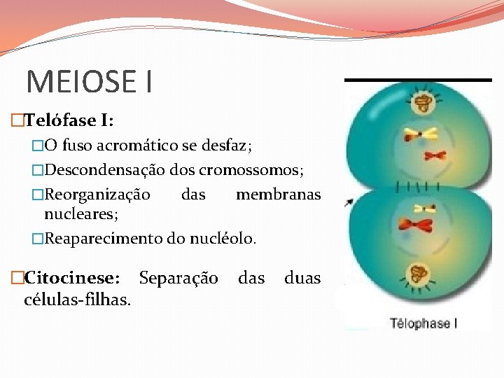 MEIOSE I �Telófase I: �O fuso acromático se desfaz; �Descondensação dos cromossomos; �Reorganização das