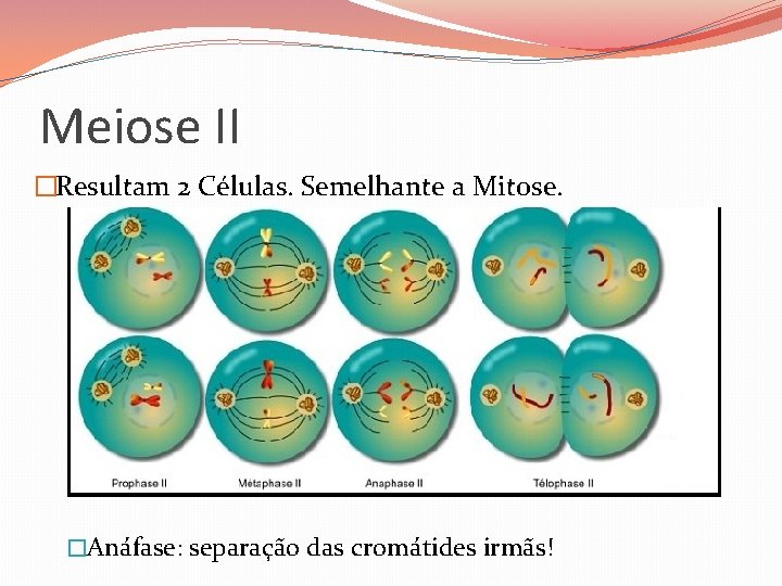 Meiose II �Resultam 2 Células. Semelhante a Mitose. �Anáfase: separação das cromátides irmãs! Meiose II �Resultam 2 Células. Semelhante a Mitose. �Anáfase: separação das cromátides irmãs!
