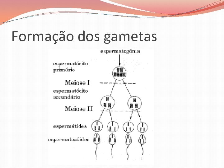 Formação dos gametas 