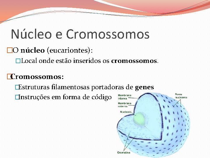Núcleo e Cromossomos �O núcleo (eucariontes): �Local onde estão inseridos os cromossomos. �Cromossomos: �Estruturas