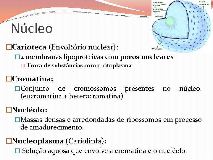 Núcleo �Carioteca (Envoltório nuclear): � 2 membranas lipoproteicas com poros nucleares � Troca de