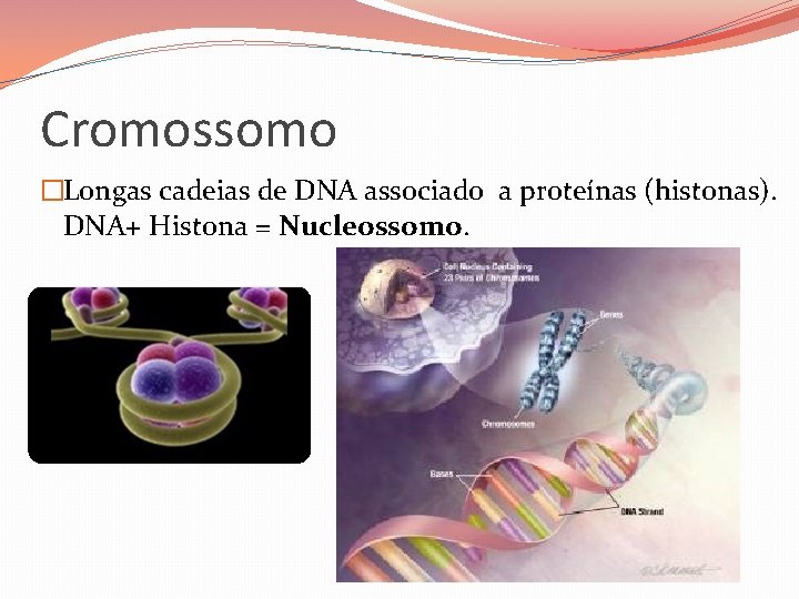 Cromossomo �Longas cadeias de DNA associado a proteínas (histonas). DNA+ Histona = Nucleossomo. Cromossomo �Longas cadeias de DNA associado a proteínas (histonas). DNA+ Histona = Nucleossomo.