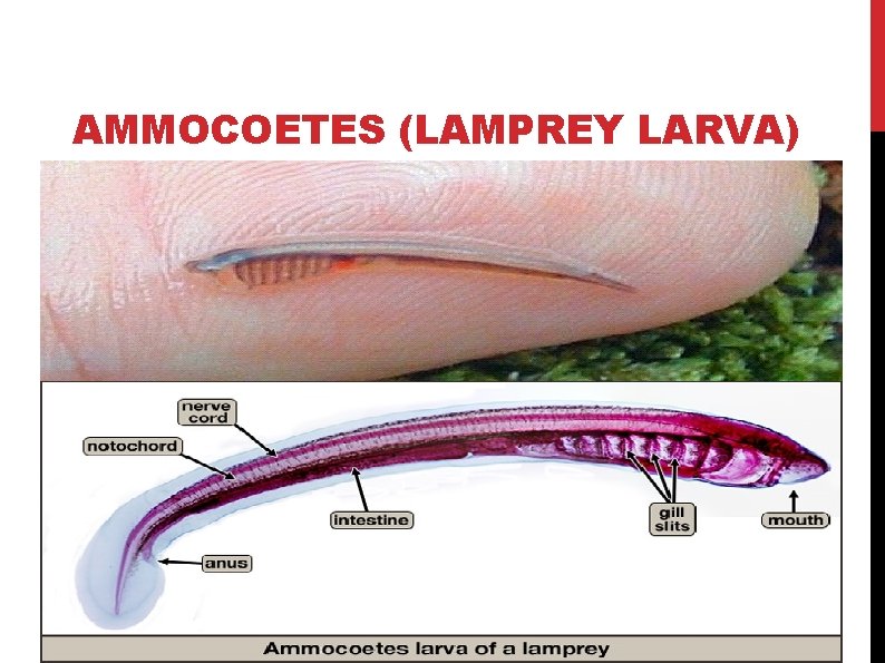AMMOCOETES (LAMPREY LARVA) AMMOCOETES (LAMPREY LARVA)
