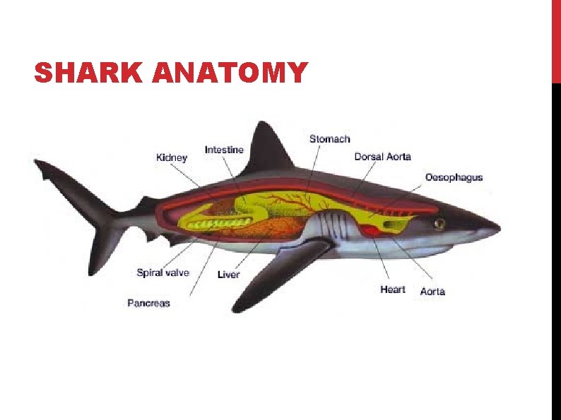 SHARK ANATOMY SHARK ANATOMY