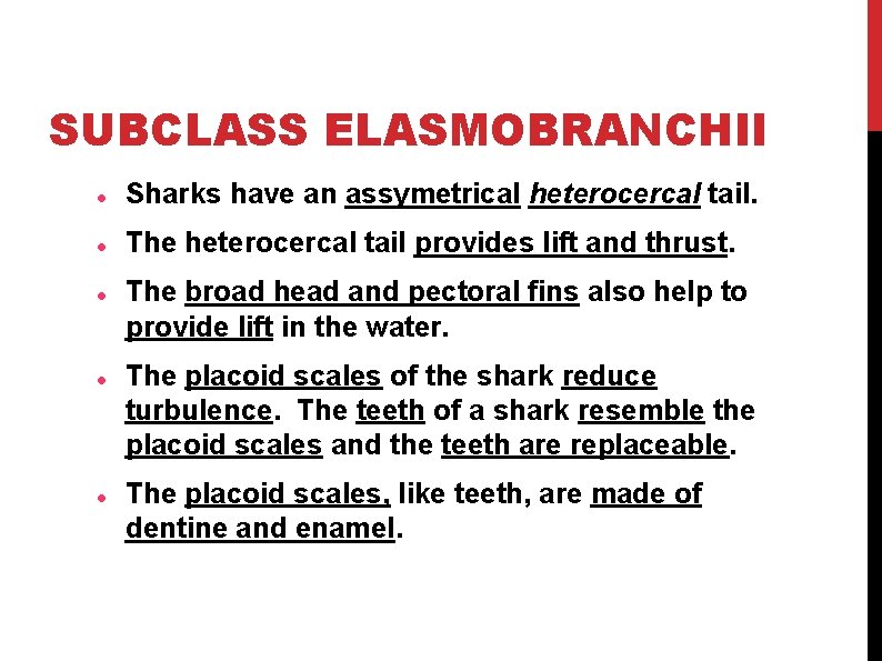 SUBCLASS ELASMOBRANCHII Sharks have an assymetrical heterocercal tail. The heterocercal tail provides lift and SUBCLASS ELASMOBRANCHII Sharks have an assymetrical heterocercal tail. The heterocercal tail provides lift and