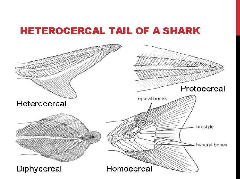 HETEROCERCAL TAIL OF A SHARK HETEROCERCAL TAIL OF A SHARK
