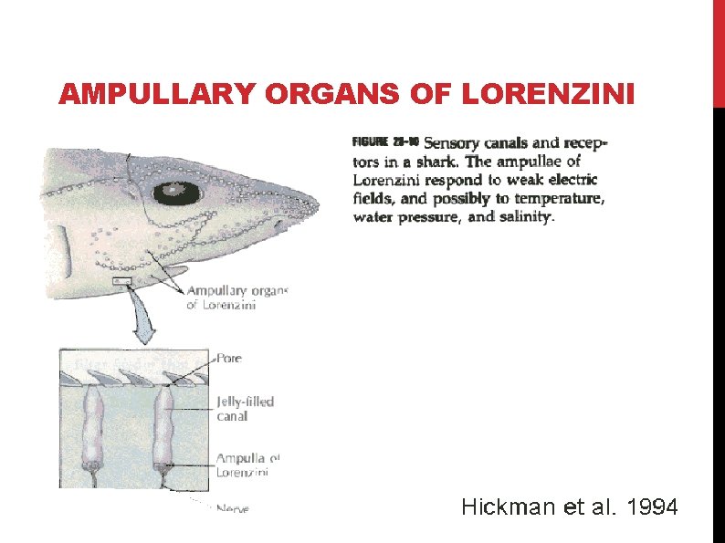 AMPULLARY ORGANS OF LORENZINI AMPULLARY ORGANS OF LORENZINI