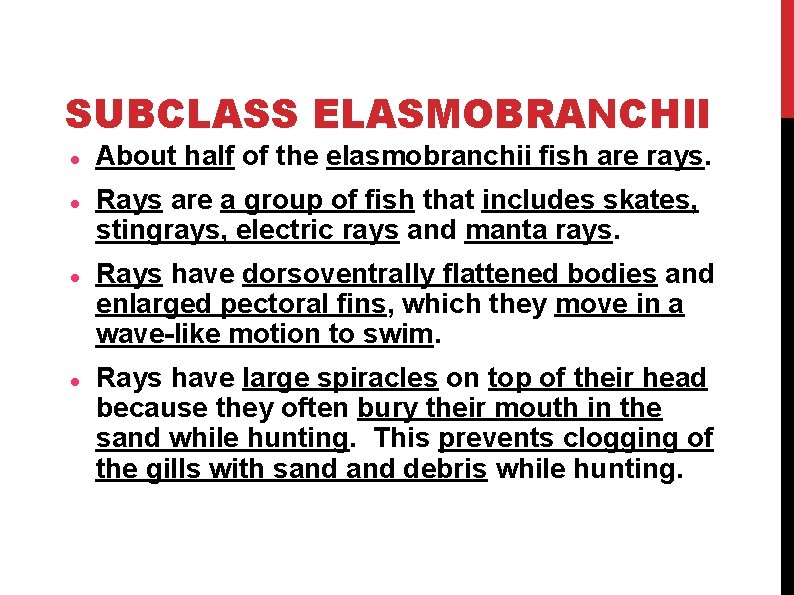 SUBCLASS ELASMOBRANCHII About half of the elasmobranchii fish are rays. Rays are a group SUBCLASS ELASMOBRANCHII About half of the elasmobranchii fish are rays. Rays are a group