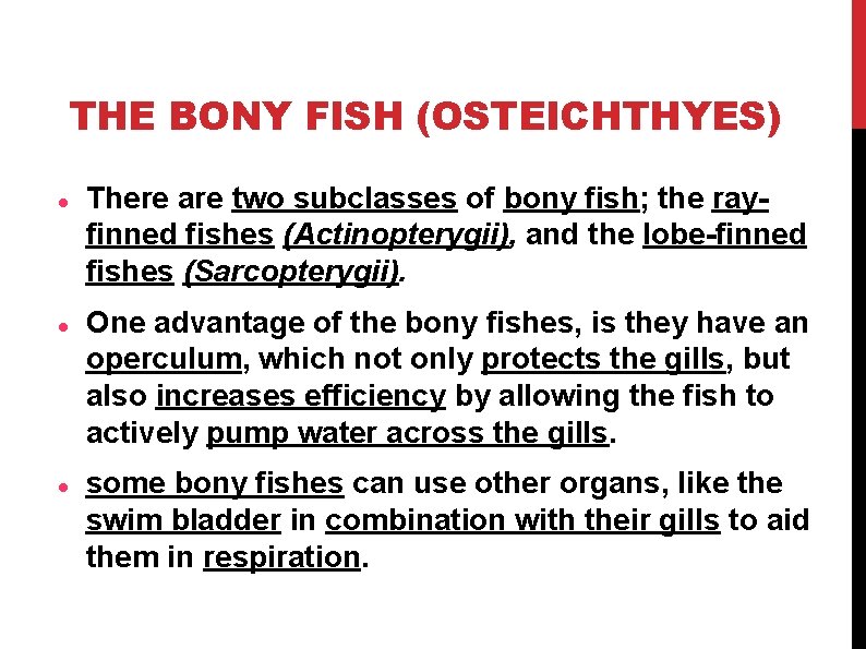 THE BONY FISH (OSTEICHTHYES) There are two subclasses of bony fish; the rayfinned fishes THE BONY FISH (OSTEICHTHYES) There are two subclasses of bony fish; the rayfinned fishes