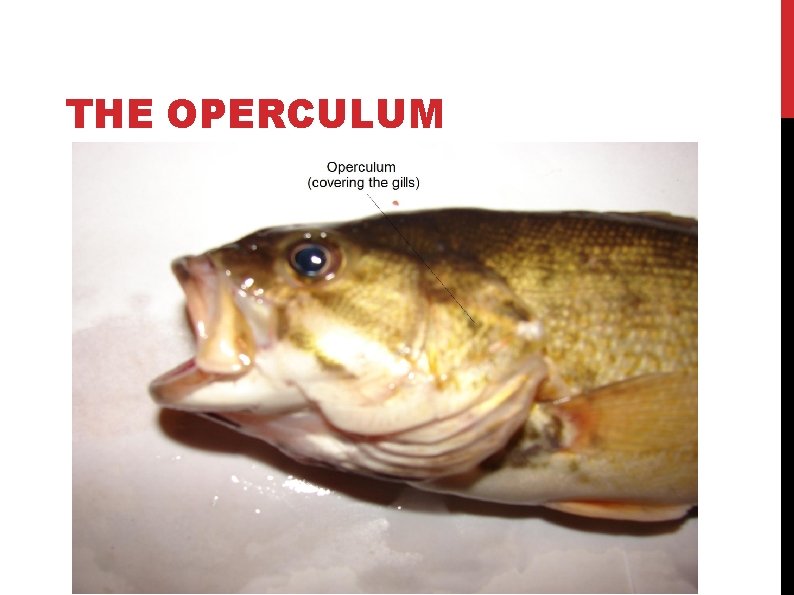 THE OPERCULUM THE OPERCULUM