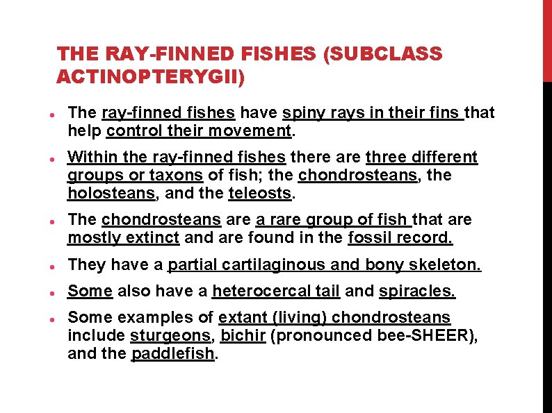 THE RAY-FINNED FISHES (SUBCLASS ACTINOPTERYGII) The ray-finned fishes have spiny rays in their fins THE RAY-FINNED FISHES (SUBCLASS ACTINOPTERYGII) The ray-finned fishes have spiny rays in their fins