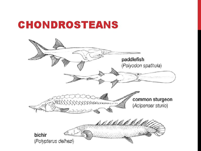 CHONDROSTEANS CHONDROSTEANS