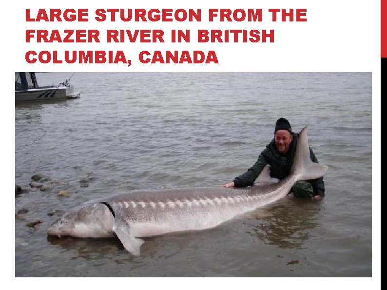 LARGE STURGEON FROM THE FRAZER RIVER IN BRITISH COLUMBIA, CANADA LARGE STURGEON FROM THE FRAZER RIVER IN BRITISH COLUMBIA, CANADA