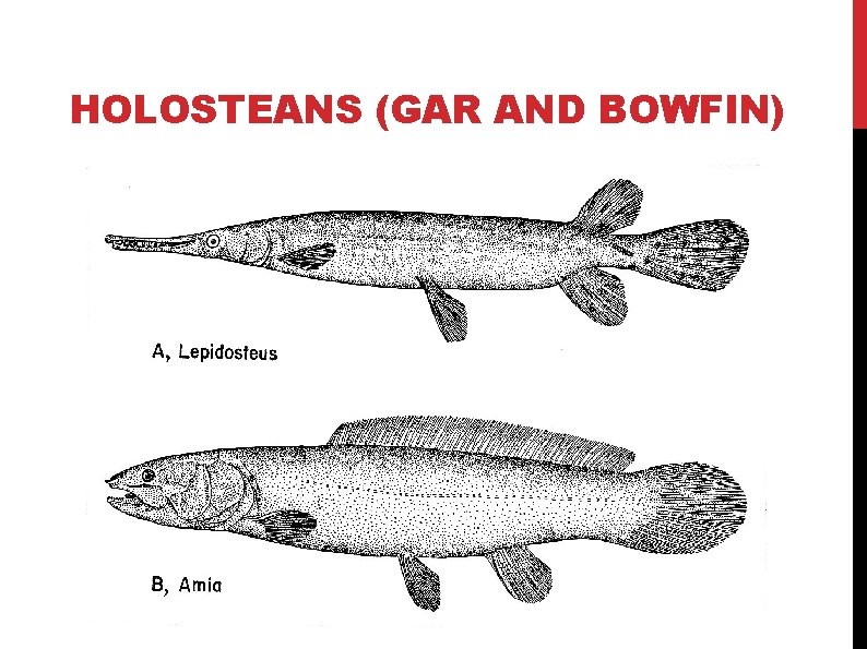 HOLOSTEANS (GAR AND BOWFIN) HOLOSTEANS (GAR AND BOWFIN)