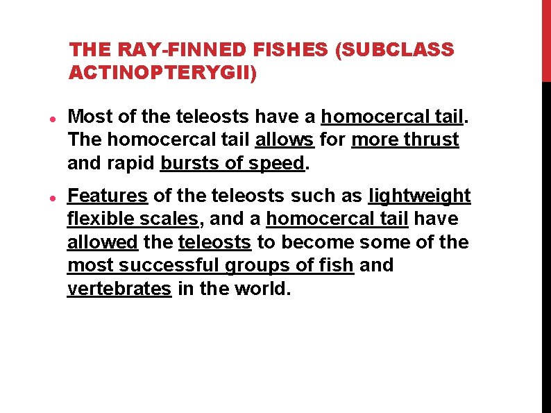 THE RAY-FINNED FISHES (SUBCLASS ACTINOPTERYGII) Most of the teleosts have a homocercal tail. The THE RAY-FINNED FISHES (SUBCLASS ACTINOPTERYGII) Most of the teleosts have a homocercal tail. The