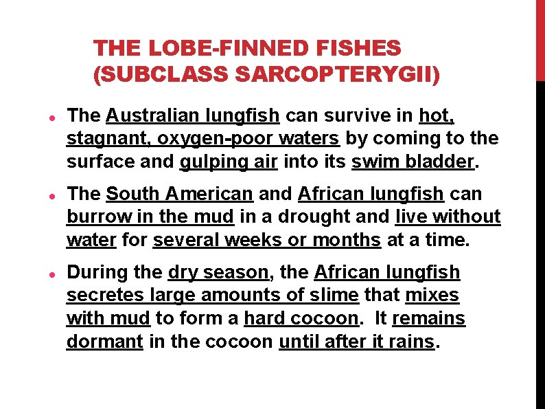 THE LOBE-FINNED FISHES (SUBCLASS SARCOPTERYGII) The Australian lungfish can survive in hot, stagnant, oxygen-poor THE LOBE-FINNED FISHES (SUBCLASS SARCOPTERYGII) The Australian lungfish can survive in hot, stagnant, oxygen-poor