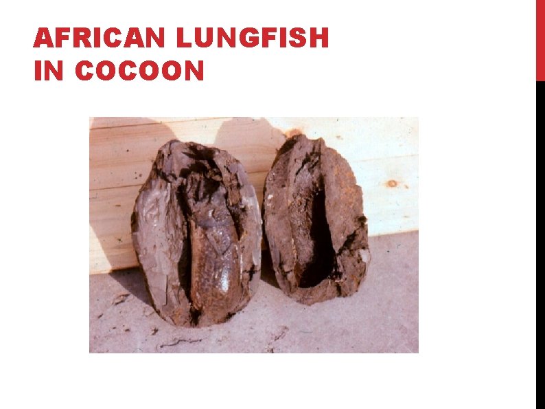 AFRICAN LUNGFISH IN COCOON AFRICAN LUNGFISH IN COCOON