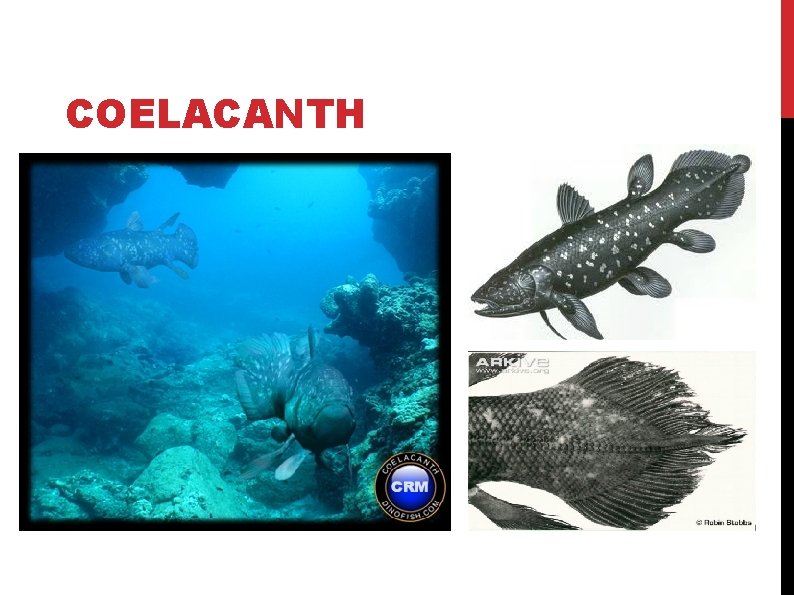 COELACANTH COELACANTH